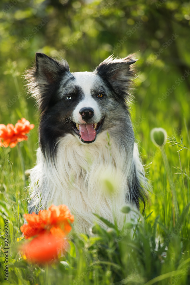 Border collie dog with poppy flowers