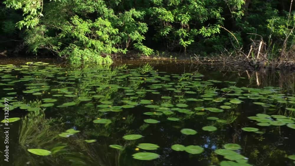 Movement along a quiet river with reflection of trees and sky in the water. Water lilies and reeds. Movement along a quiet river with reflection of trees and sky in the water. Water lilies and reeds.