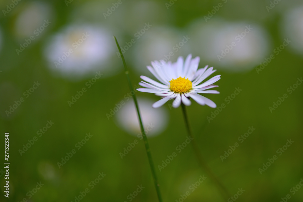 blooming daisy in the green lawn, weed or beautiful flower, close up shot with copy space, very narrow depth of field blooming daisy in the green lawn, weed or beautiful flower, close up shot with copy space, very narrow depth of field