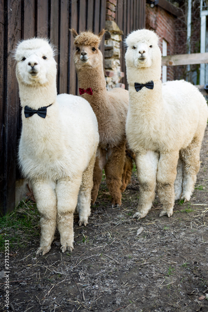 Portrait of three tame alpacas wearing bow ties Portrait of three tame alpacas wearing bow ties