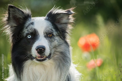 Fototapeta Naklejka Na Ścianę i Meble -  Border collie dog with poppy flowers