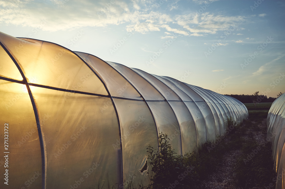Plastic greenhouse illuminated by the sunset, color toned picture. Plastic greenhouse illuminated by the sunset, color toned picture.