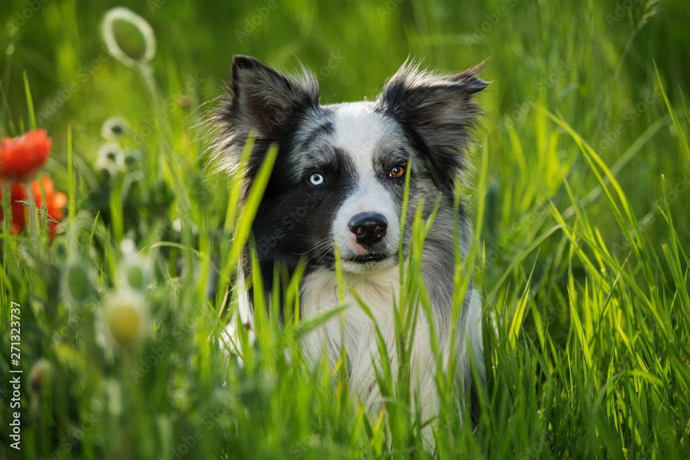 Border collie dog with poppy flowers