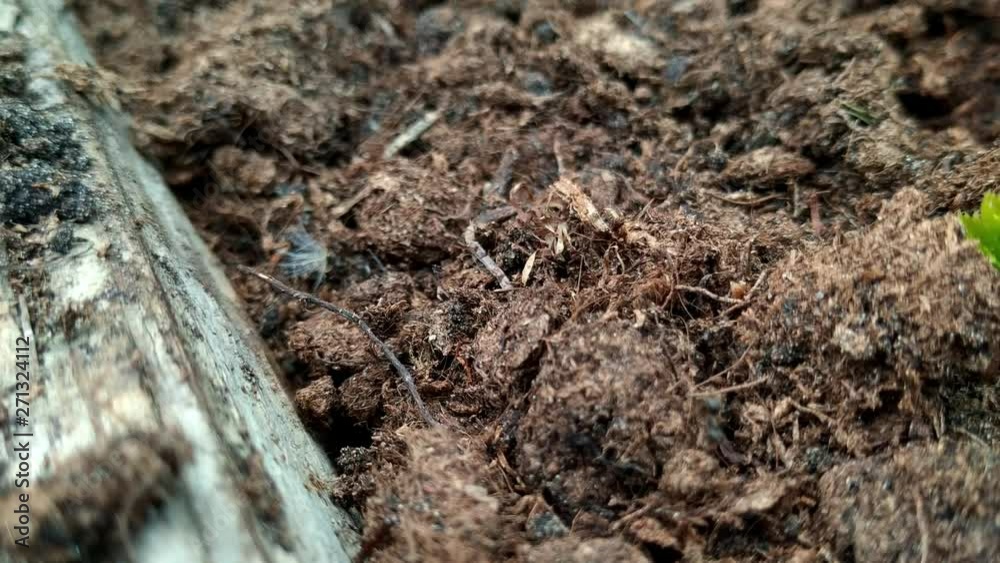 Hardworking teamwork of black ants carrying peat mud soil, close up shot