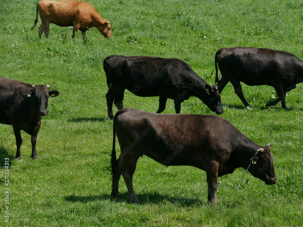 cows in field cows in field