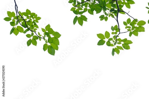 Tropical tree leaves with twigs on white isolated background for green foliage backdrop 