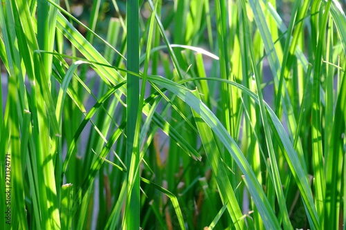 Water grass plant leaves growing in a swamp with warm light and green nature background 