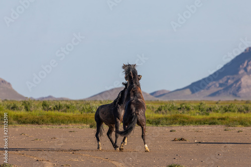 Wild Horse Stallions Fighting in the Utah Desert