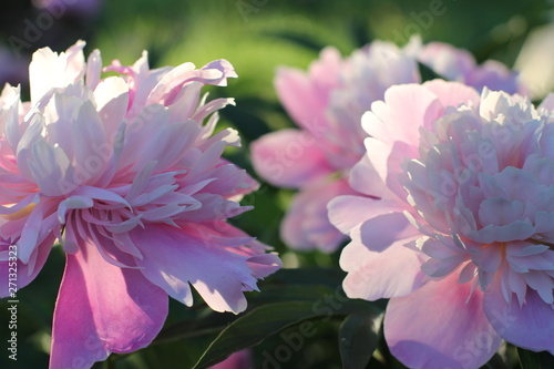 bush pink peonies in the park, photography