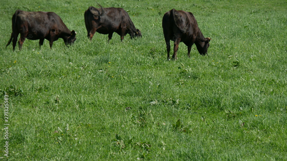 cows in field cows in field