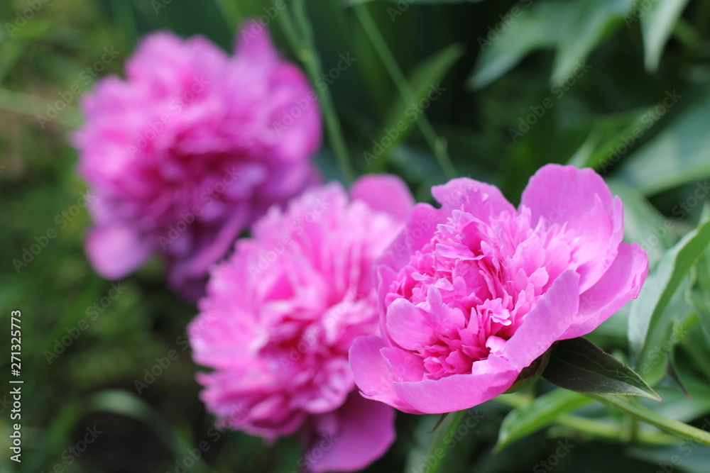Bush bright pink peonies in a park Photo
