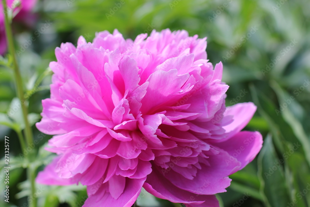 Bush bright pink peonies in a park Photo