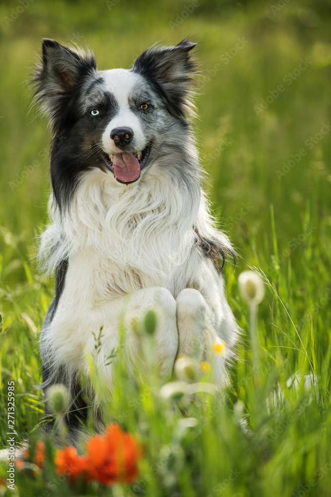 Border collie dog sitting on hind legs and looking to the camera