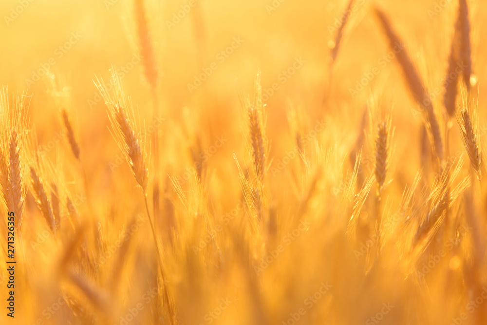 Cereal background. Grains of grain on the background of the setting sun. Background with shallow depth of field.