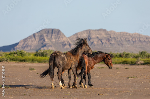 Wild Horse Stallions Fighting in the Utah Desert