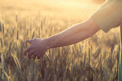 Hand touches the cereal. Concept of protection and care for grain. Shallow depth of field and the setting sun shine from the back.