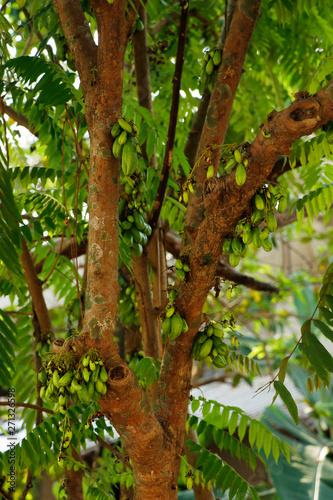 Averrhoa bilimbi  commonly known as bilimbi  cucumber tree  or tree sorrel