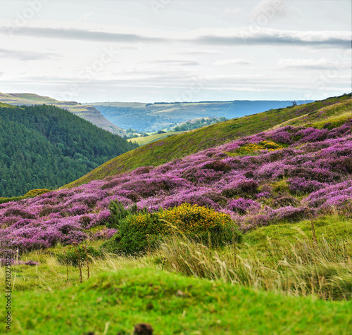 Colorful landscape of hills filled with purple heather in Scotland, U.K.