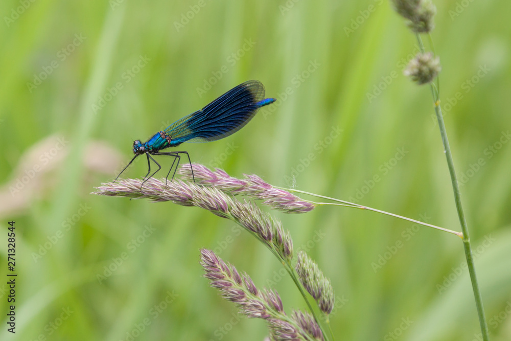 Gebänderte Prachtlibelle (Calopteryx splendens) Gebänderte Prachtlibelle (Calopteryx splendens)