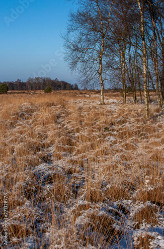 Wallpaper Mural Winter the Netherlands. Forest. Heather and peat fields Havelte drente Torontodigital.ca