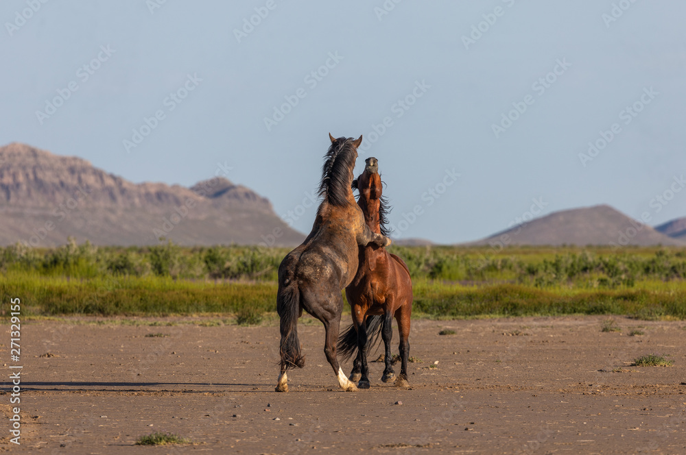 Naklejka premium Wild Horse Stallions Fighting in the Utah Desert