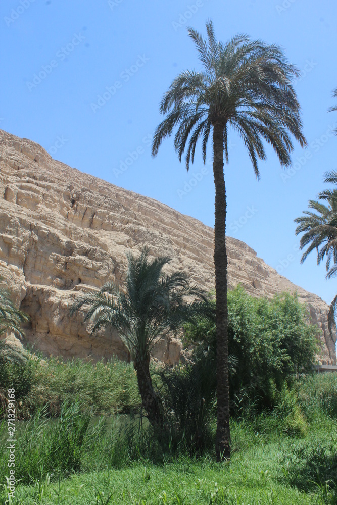 The natural mix between trees and hills in Assyut  in Egypt