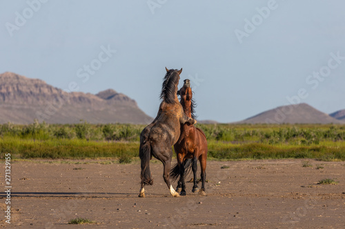 Wild Horse Stallions Fighting in the Utah Desert