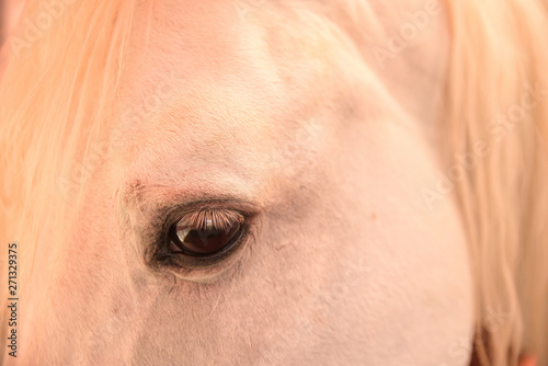 Dans le regard du cheval blanc © Natura
