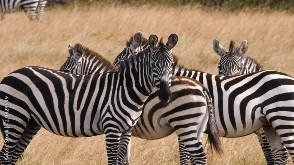 Static, shot of Zebras, standing on a hay field, in the savannas of Masai Park, in Kenya, Africa
Equus quagga Static, shot of Zebras, standing on a hay field, in the savannas of Masai Park, in Kenya, Africa
Equus quagga