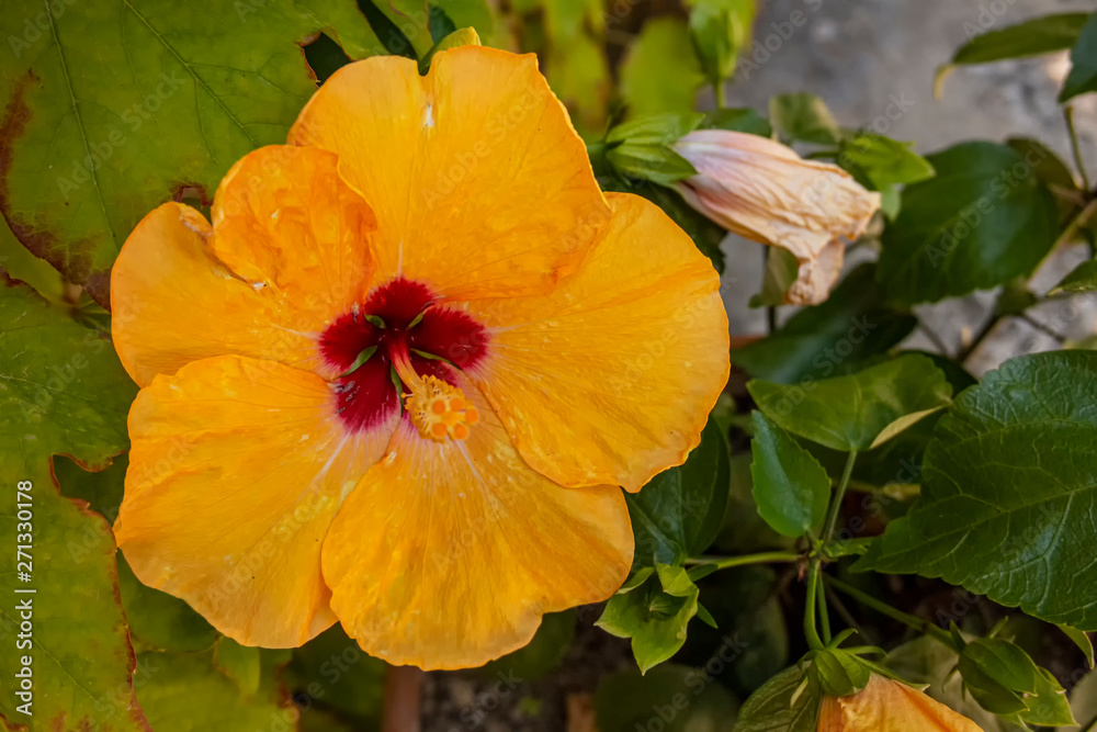 Background of exotic flower of yellow hibiscus Background of exotic flower of yellow hibiscus