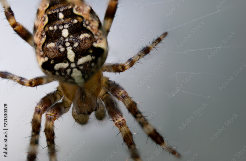 Closeup of European garden spider against white grey background Closeup of European garden spider against white grey background