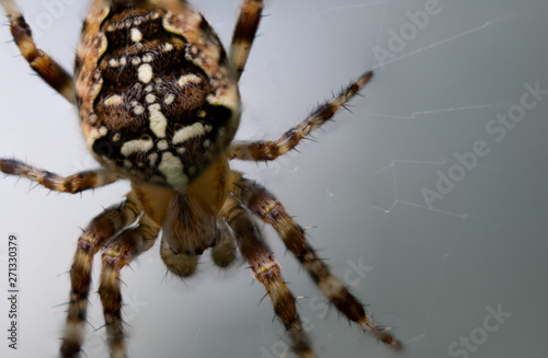 Closeup of European garden spider against white grey background