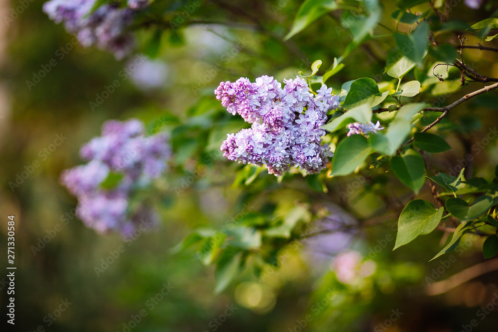 Purple lilac blossoms blooming in springtime Purple lilac blossoms blooming in springtime