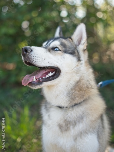 Beautiful husky portrait in summer day