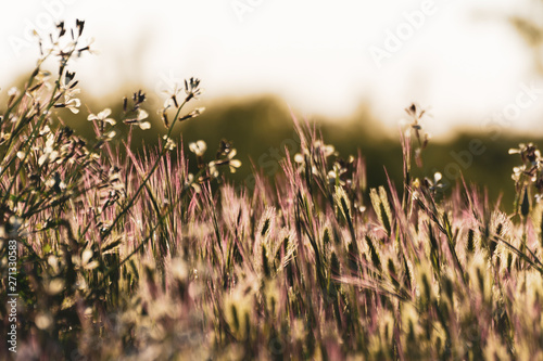 Close-up of wild flowers colored by the bright light of golden sunset. Typical spring or summer background.