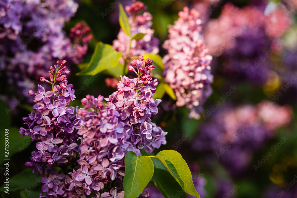 Fototapeta premium Purple lilac blossoms blooming in springtime