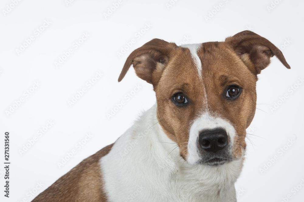 Adorable puppy looking at camera on white background
