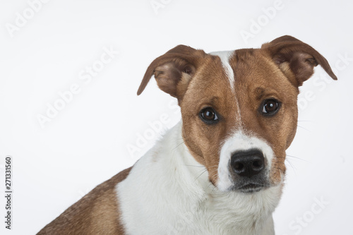 Adorable puppy looking at camera on white background © Crystal Madsen