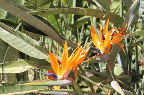 Strelitzien in freier Natur