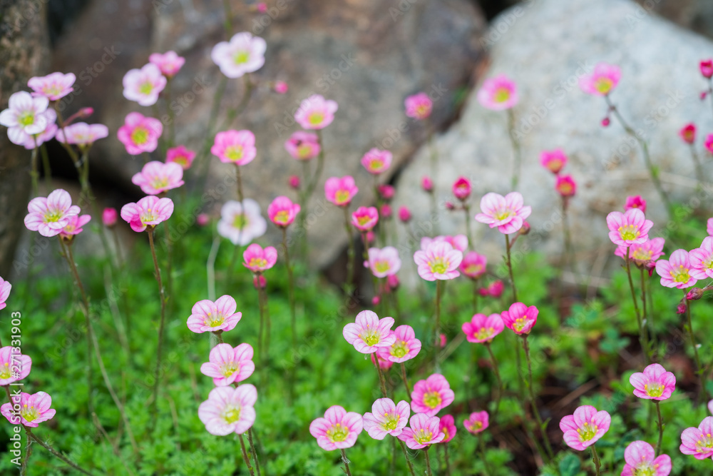 Close up photo of flowers. Bokeh. Macroshooting. Close up photo of flowers. Bokeh. Macroshooting.