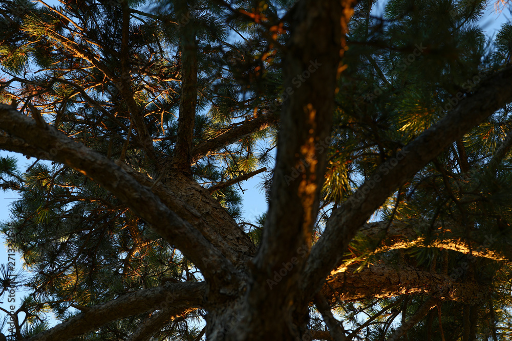 Fototapeta premium High contrast dark brown scotch fir