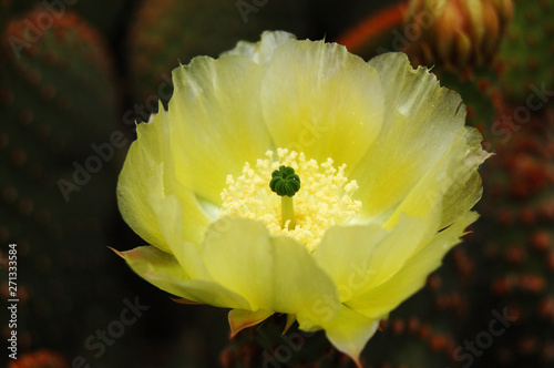 Flor de cactus