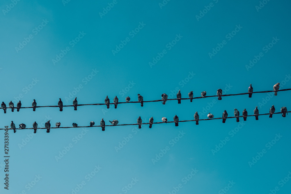 Birds on a wire against a blue sky Birds on a wire against a blue sky