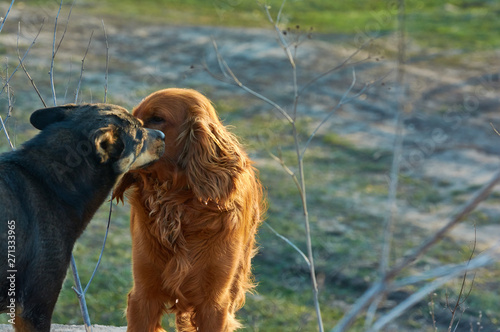 Red-haired English Cocker Spaniel and pooch playing in the countryside.