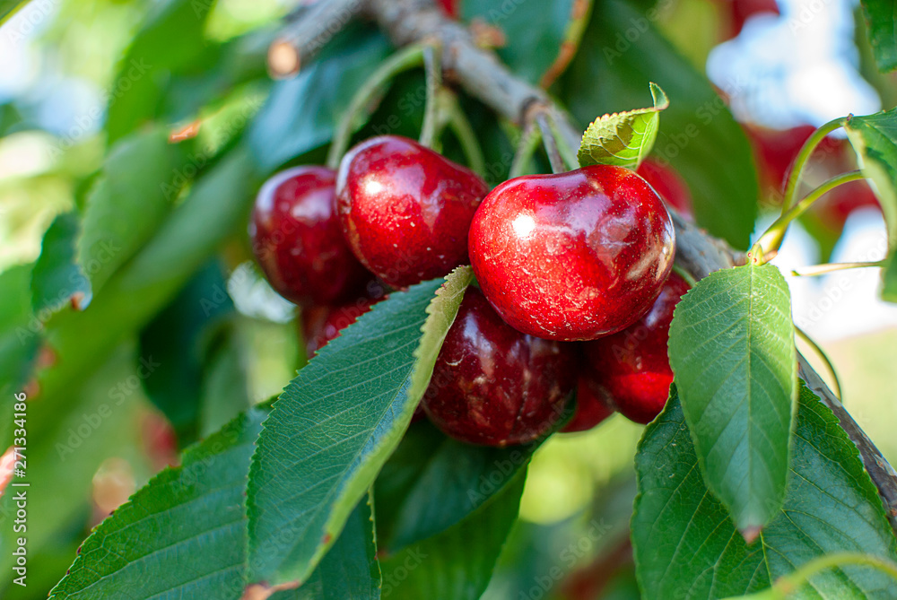 Obraz premium Big red cherries with leaves and stalks. Good harvest of juicy ripe cherries. Cluster of ripe cherries on cherry tree. Fresh and healthy fruit. Cherry orchard.