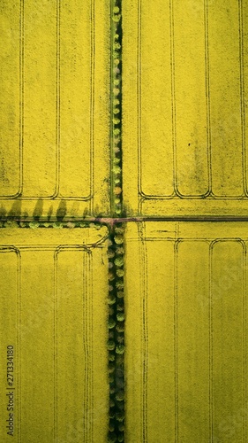 yellow fields 2