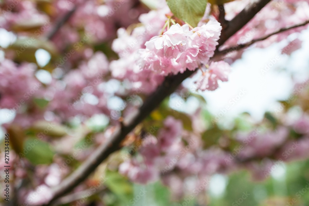 Obraz premium Pink cherry blossom in close up in spring
