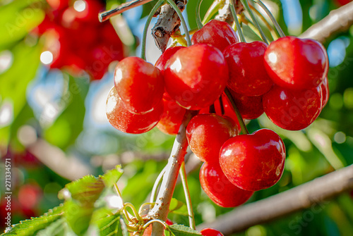 Big red cherries with leaves and stalks. Good harvest of juicy ripe cherries. Cluster of ripe cherries on cherry tree. Fresh and healthy fruit. Cherry orchard.