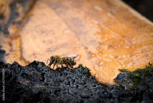 bee drinks water with wet moss