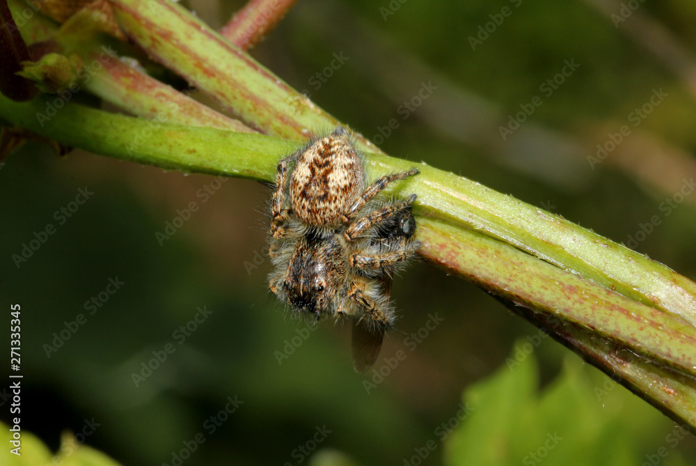 ragno salticida (Philaeus chrysops - femmina) ragno salticida (Philaeus chrysops - femmina)